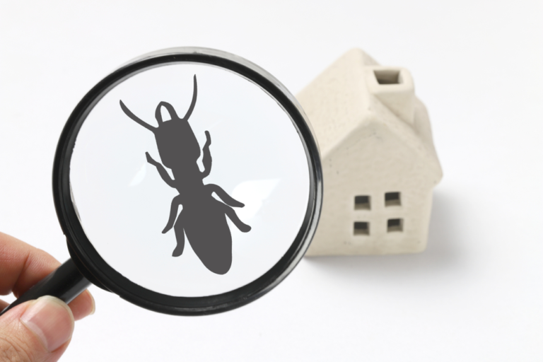 Ant control in home