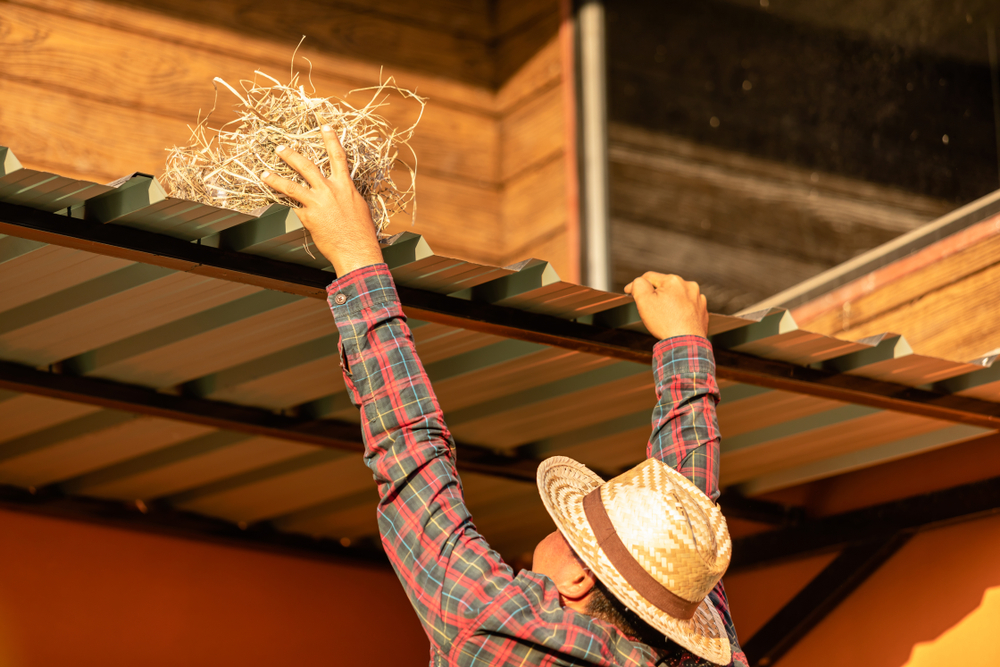 Bird Nest Remove