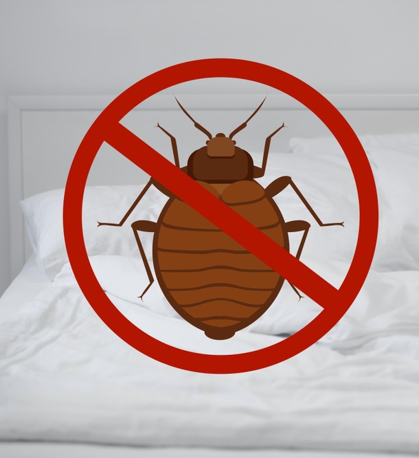 Expert bed bugs removal service
